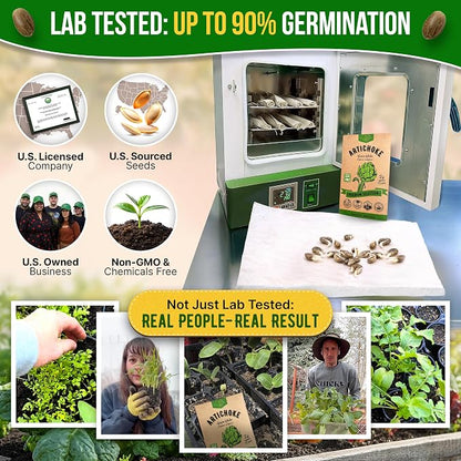 Green Globe Artichoke Seeds Pack 2G - Over 35 of Non-GMO Heirloom Artichoke Seeds for Planting Vegetables in Individual Seed Packet, Vegetable Seeds for Planting Home Garden Indoor & Outdoor Gardening