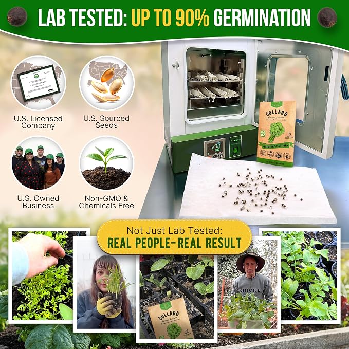 Organo Republic Collard Georgia Southern Seeds Pack 5G - Over 1900 Non-GMO Heirloom Collard Seeds for Planting Vegetable in Individual Seed Packet Vegetables Seeds for Planting Indoor & Outdoor