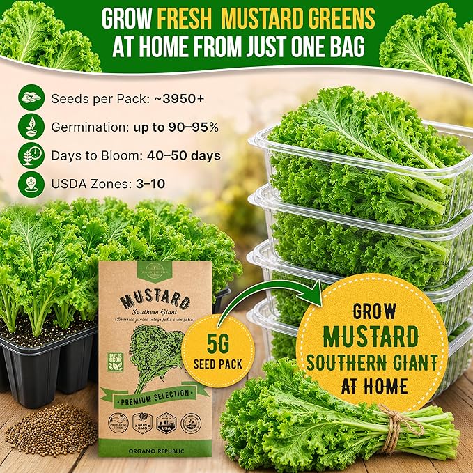 Organo Republic Mustard Southern Giant Seeds Pack 5 G - Over 3,950 Non-GMO Heirloom Mustard Seeds for Planting Greens in Individual Seed Packet, Greens Seeds for Planting Home Garden Indoor & Outdoor