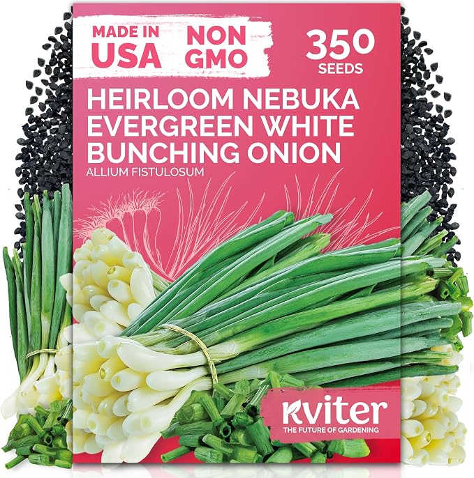 KVITER 350 Evergreen White Nebuka Bunching Onion Seeds (Allium Fistulosum) - Welsh Onion, Non-Bulbing Stalks, Mild Flavor, Non GMO Seed Packets - Vegetable Seeds for Outdoor Garden & Containers