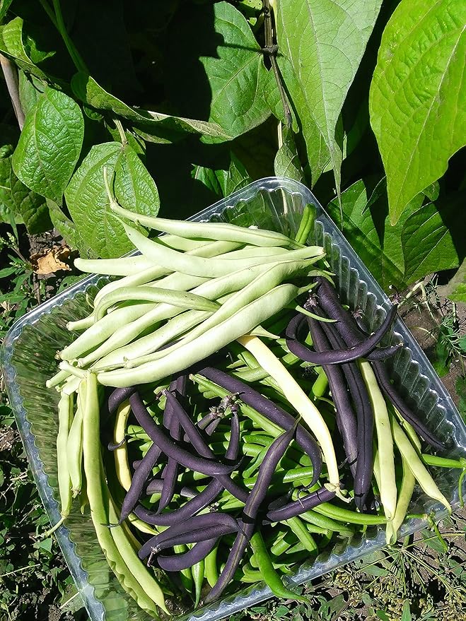 Seeds Beans Giant Bush Cluster Mix 40 Days Non GMO Vegetable for Planting