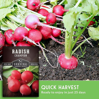 Champion Radish Seeds for Planting – Fast Growing Heirloom for Spring & Fall Gardens – Large Round Red Radishes, White Flesh – Heat & Cool Weather Hardy – Survival Garden Seeds (2 Packs)