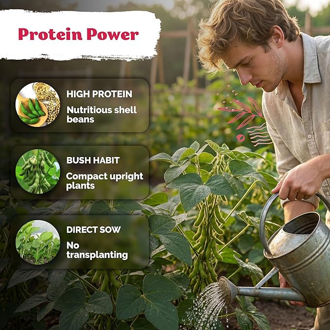 KVITER 40 Soy Bean Midori Giant Edamame Seeds (Glycine max) - Green Soybean, Soy Beans Non GMO Variety, Sweet Nutty Flavor - Heirloom Vegetable Seeds for Planting Outdoors in Home Garden