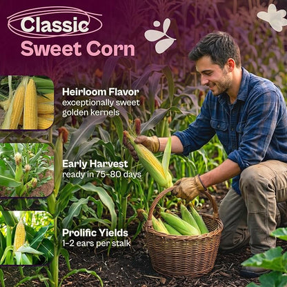 SVI 80 Golden Bantam Sweet Corn Seeds (Zea mays) – Yellow Sweet Corn Seed Packets Non GMO – Fast Growing Heirloom Vegetable Seeds, Outdoor Vegetable Garden & Home Garden