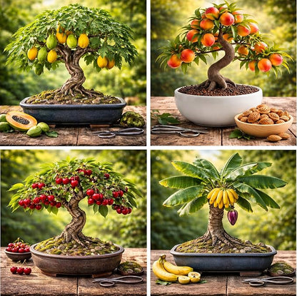 Bonsai Fruit Tree Seeds Bundle, 4 Pack – 10 Papaya, 10 Peach, 10 Cherry, 10 Banana – Grow Miniature Fruit Trees – Exotic Indoor & Outdoor Bonsai Plant Kit – Garden Starter Seed Pack
