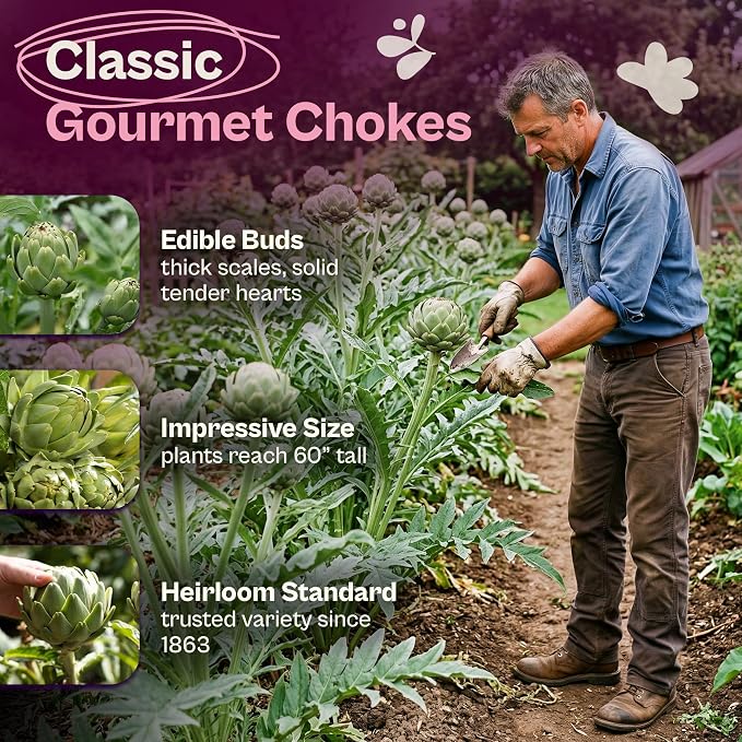 SVI 50 Green Globe Artichoke Seeds (Cynara scolymus) – Globe Artichoke Seed Packets, Artichokes Garden Seed Perennial – Heirloom Vegetable Seeds for Outdoor Garden Raised Beds, Containers