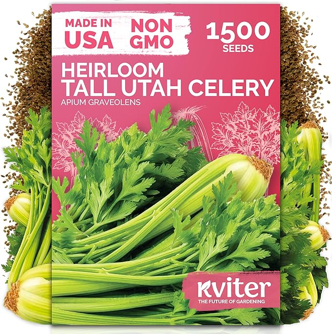 KVITER 1500 Tall Utah Celery Seeds (Apium Graveolens) - Celery with Tall Crisp Stalks, Unique Mild Flavor, Non GMO, Heirloom Seed Packets - Vegetable Seeds for Outdoors, Home Garden, Raised Beds