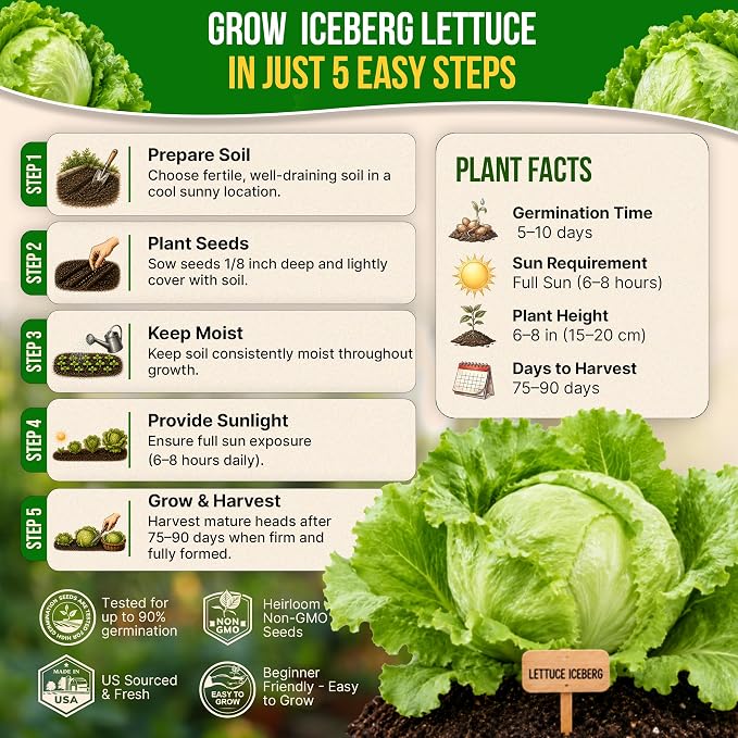 Lettuce Iceberg Seeds Pack 3G - Over 3,100 Non-GMO Heirloom Lettuce Seeds for Planting Greens in Individual Seed Packet, Greens Seeds for Planting Home Garden Indoor & Outdoor Gardening