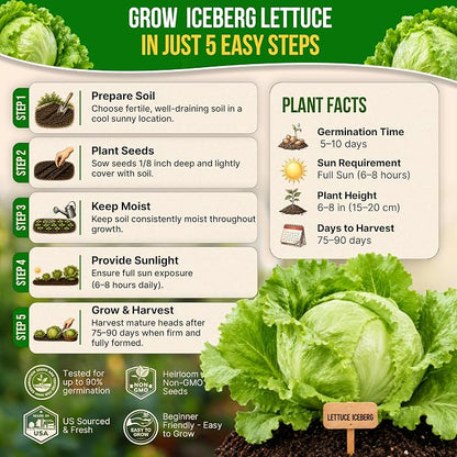 Lettuce Iceberg Seeds Pack 3G - Over 3,100 Non-GMO Heirloom Lettuce Seeds for Planting Greens in Individual Seed Packet, Greens Seeds for Planting Home Garden Indoor & Outdoor Gardening