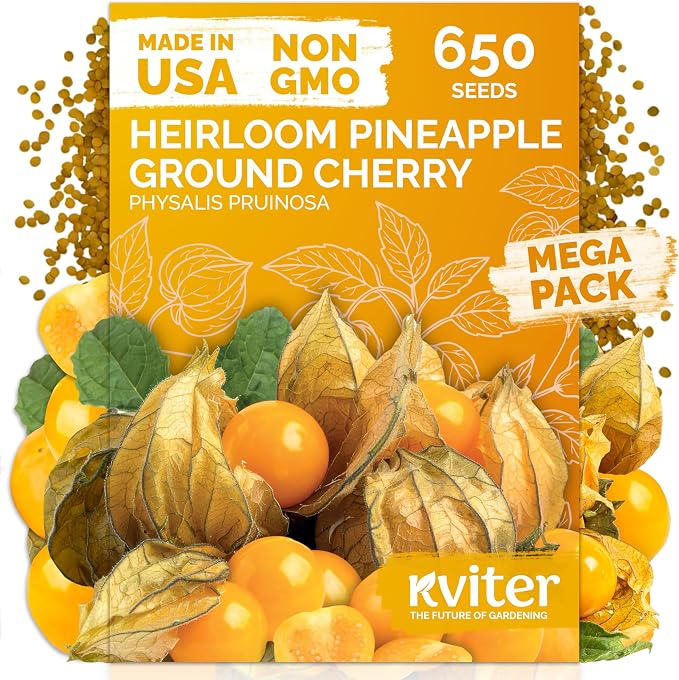 KVITER 650 Aunt Molly Ground Cherry Seeds for Planting (Physalis pruinosa) – Non GMO & Heirloom Pineapple Ground Husk Cherry Tomatoes, Fruit Seeds – Tropical Flavor Berries
