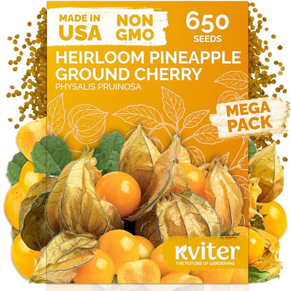 KVITER 650 Aunt Molly Ground Cherry Seeds for Planting (Physalis pruinosa) – Non GMO & Heirloom Pineapple Ground Husk Cherry Tomatoes, Fruit Seeds – Tropical Flavor Berries