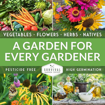 Black Beauty Zucchini Seeds for Planting - Heirloom Summer Squash Variety for Vegetable Garden Growing - High Yield Dark Green Zucchinis - Survival Garden Seeds (5 Packs)