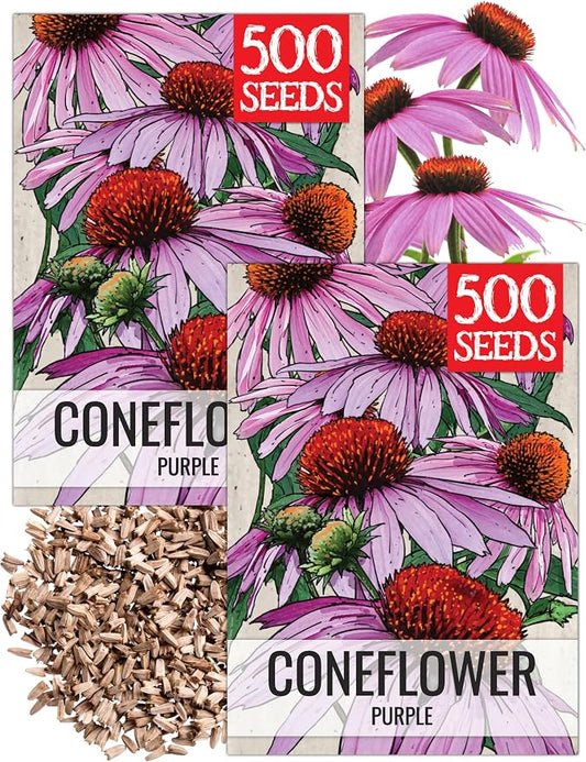 Seed Needs Purple Coneflower Seeds to Plant Echinacea Flowers 2 Packs