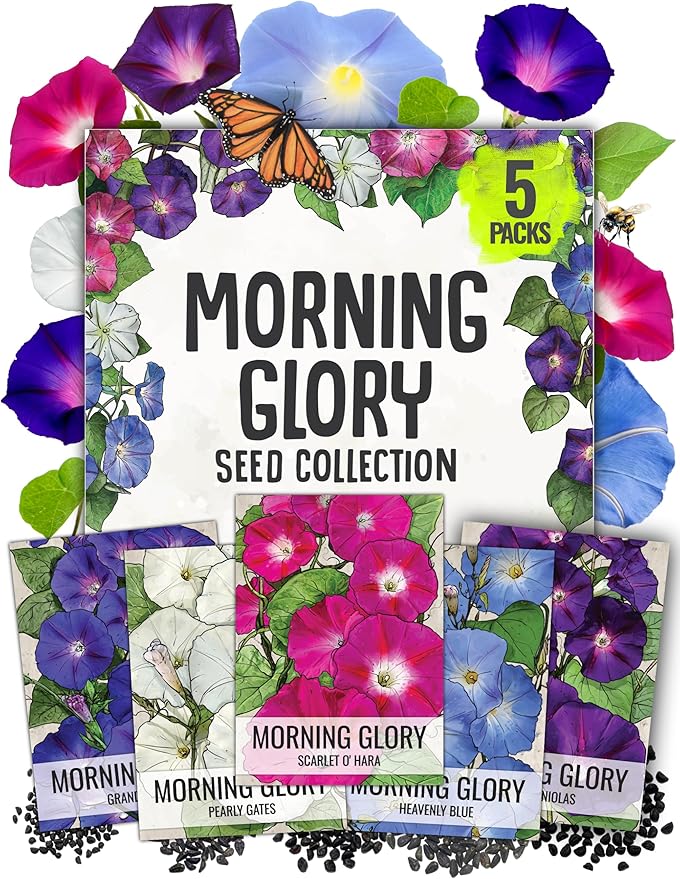 Seed Needs Morning Glory Seeds Variety Pack of 5 Vining Ipomoea Flowers