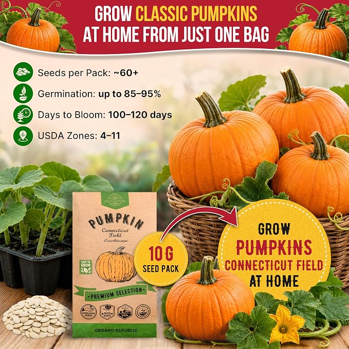 Organo Republic Pumpkin Connecticut Field Seeds Pack, 10G - Over 60 Non-GMO Heirloom Pumpkin Seeds for Planting Vegetables in Individual Seed Packet, Vegetable Seeds for Indoor & Outdoor Gardening