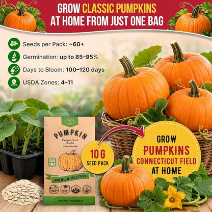 Organo Republic Pumpkin Connecticut Field Seeds Pack, 10G - Over 60 Non-GMO Heirloom Pumpkin Seeds for Planting Vegetables in Individual Seed Packet, Vegetable Seeds for Indoor & Outdoor Gardening