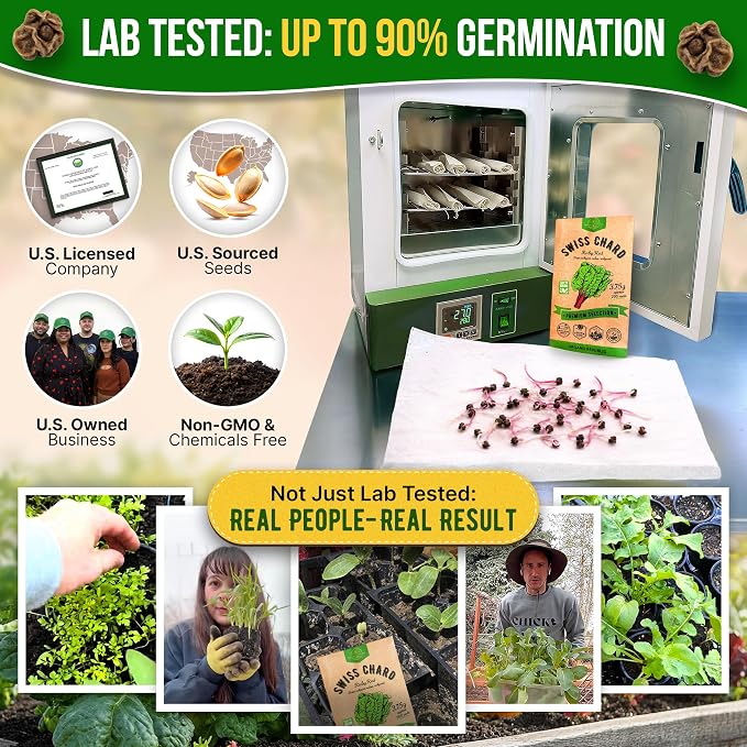 Organo Republic Swiss Chard Ruby Red Seeds Pack 3.75G - Over 200 Non-GMO Heirloom Swiss Chard Seeds for Planting Greens in Individual Seed Packet, Greens Seed for Planting Home Garden Indoor & Outdoor