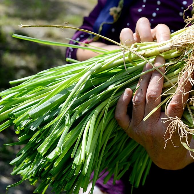 Organic Onion Seeds (Bunching Evergreen) - Approx 200 Seeds - USDA Organic, Non-GMO, Open Pollinated, Heirloom, USA Origin (Pack of 2)