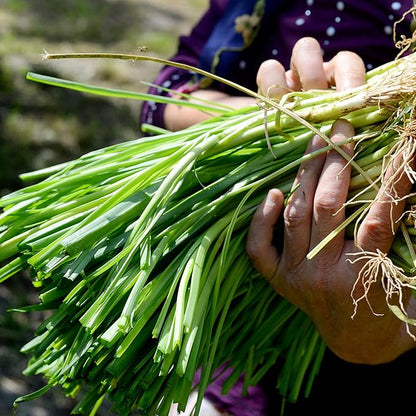 Organic Onion Seeds (Bunching Evergreen) - Approx 200 Seeds - USDA Organic, Non-GMO, Open Pollinated, Heirloom, USA Origin (Pack of 2)