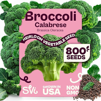 SVI 800 Calabrese Broccoli Seeds for Sprouting (Brassica oleracea VAR. capitata) - Green Broccoli Sprouts Seed Packets - Non-GMO Heirloom Vegetable Seeds for Planting Outdoors & Indoors Garden