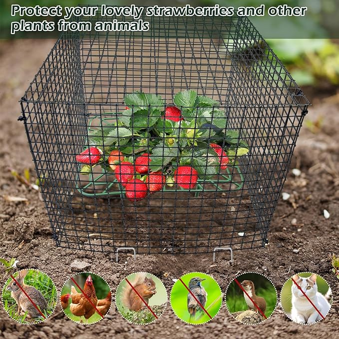 4 Sets Upgraded Strawberry Supports with Wire Plant Protectors from Animal 12x12Inch Sturdy Metal Wire Plant Cages Mesh Plant Cover and Strawberry Growing Racks Planting Stand for Garden Strawberry