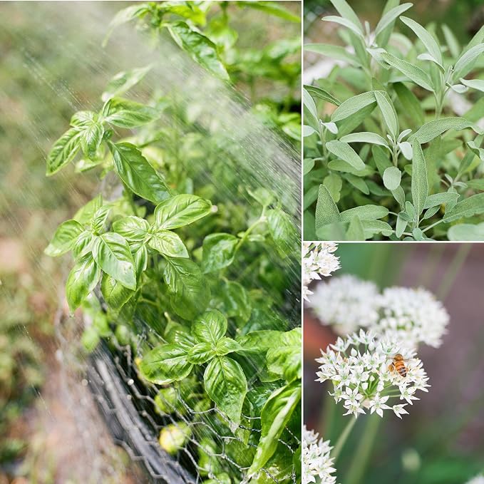 Sereniseed Certified Organic Herb Seeds (20-Pack) – Non GMO, Heirloom – Seed Starting Video – Basil, Cilantro, Oregano, Thyme, Parsley, Lavender, Chives, Sage, Dill Seeds for Indoor & Outdoor Planting