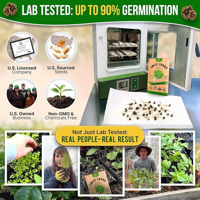 Organo Republic Swiss Chard Fordhook Seeds Pack 3.75 g - Over 200 Non-GMO Heirloom Swiss Chard Seeds for Planting Greens in Individual Seed Packet, Greens Seeds for Planting Indoor & Outdoor Garden
