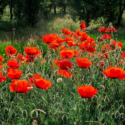 Outsidepride Red Poppy Seeds for Planting - 1 lb. Annual, Drought-Tolerant & Easy to Grow Wildflower Seeds with Vibrant Red Blooms for Landscaping, & Pollinator Garden