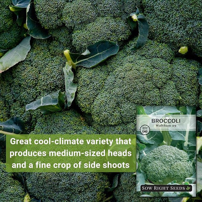 Sow Right Seeds - Waltham 29 Broccoli Seeds for Planting - Non-GMO Heirloom Packet with Instructions to Plant an Outdoor Home Vegetable Garden - Grow Your Own Fresh Green Broccoli - Great Gift (1)