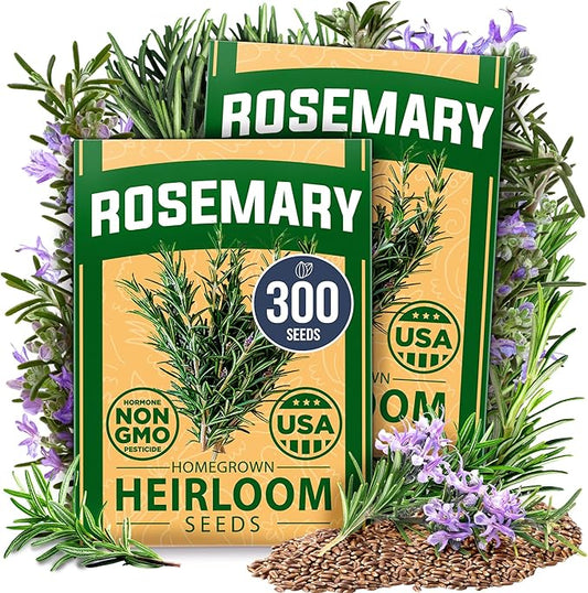 HOME GROWN Rosemary Seeds Pack - 300 High Germinating Heirloom Herb Seeds for Planting in Indoor or Outdoor Herb Gardens (Salvia rosmarinus)