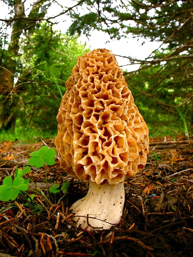 Spores Morel Mushrooms Mycelium Spawn Substrate Seeds Non GMO for Planting