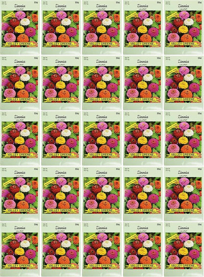 Black Duck Brand Set of Zinnia Lilliput Flower Seed Packets! Flower Seeds in Bulk - Great for Creating The Garden of Your Dreams! (25, Zinnia - Lilliput)
