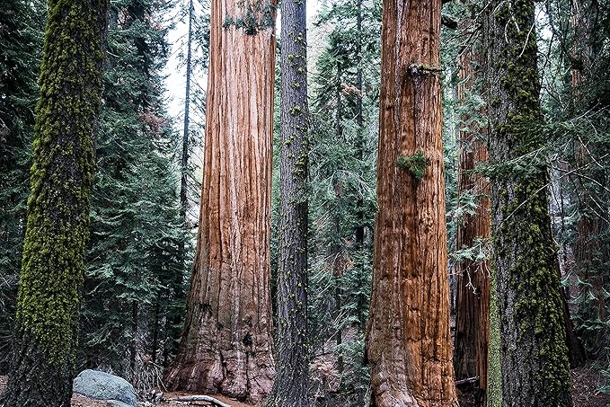 Giant Sequoia | Tree Seed Grow Kit | The Jonsteen Company