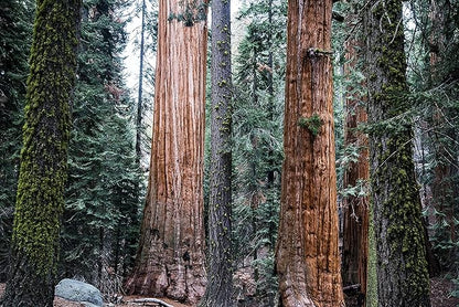 Giant Sequoia | Tree Seed Grow Kit | The Jonsteen Company