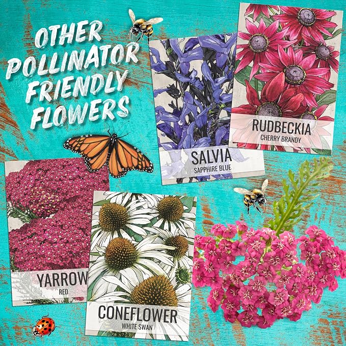 Seed Needs Purple Coneflower Seeds to Plant Echinacea Flowers 2 Packs