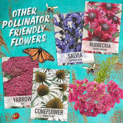 Seed Needs Purple Coneflower Seeds to Plant Echinacea Flowers 2 Packs