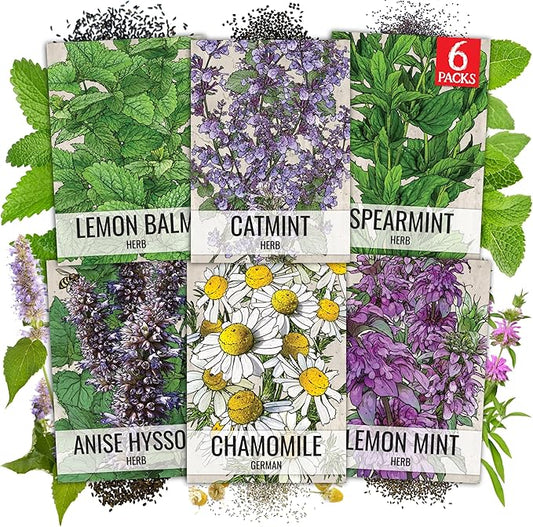 Seed Needs Medicinal Herb Seeds Variety Pack of 6 Tea & Infusion Collection