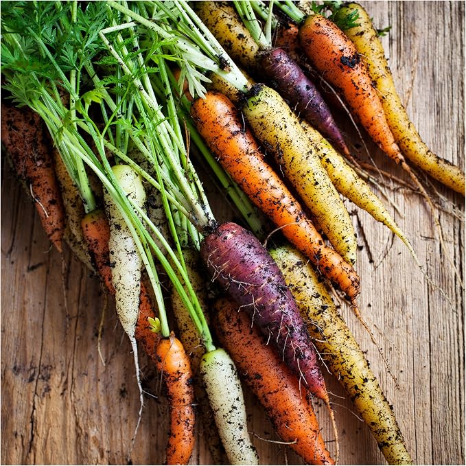 Seed Needs Rainbow Mixed Carrot Seeds to Plant Heirloom & Non-GMO 1 Pack