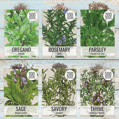 Seed Needs Herb Seeds Variety Pack Culinary Herb Collection (12 Individual Packets for Planting Indoors or Outdoors) Grow Your Own Herb Garden - Heirloom, Non-GMO